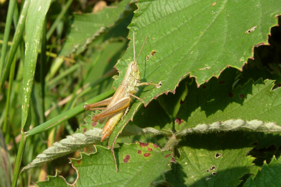 Orthoptera: sbagliando si impara